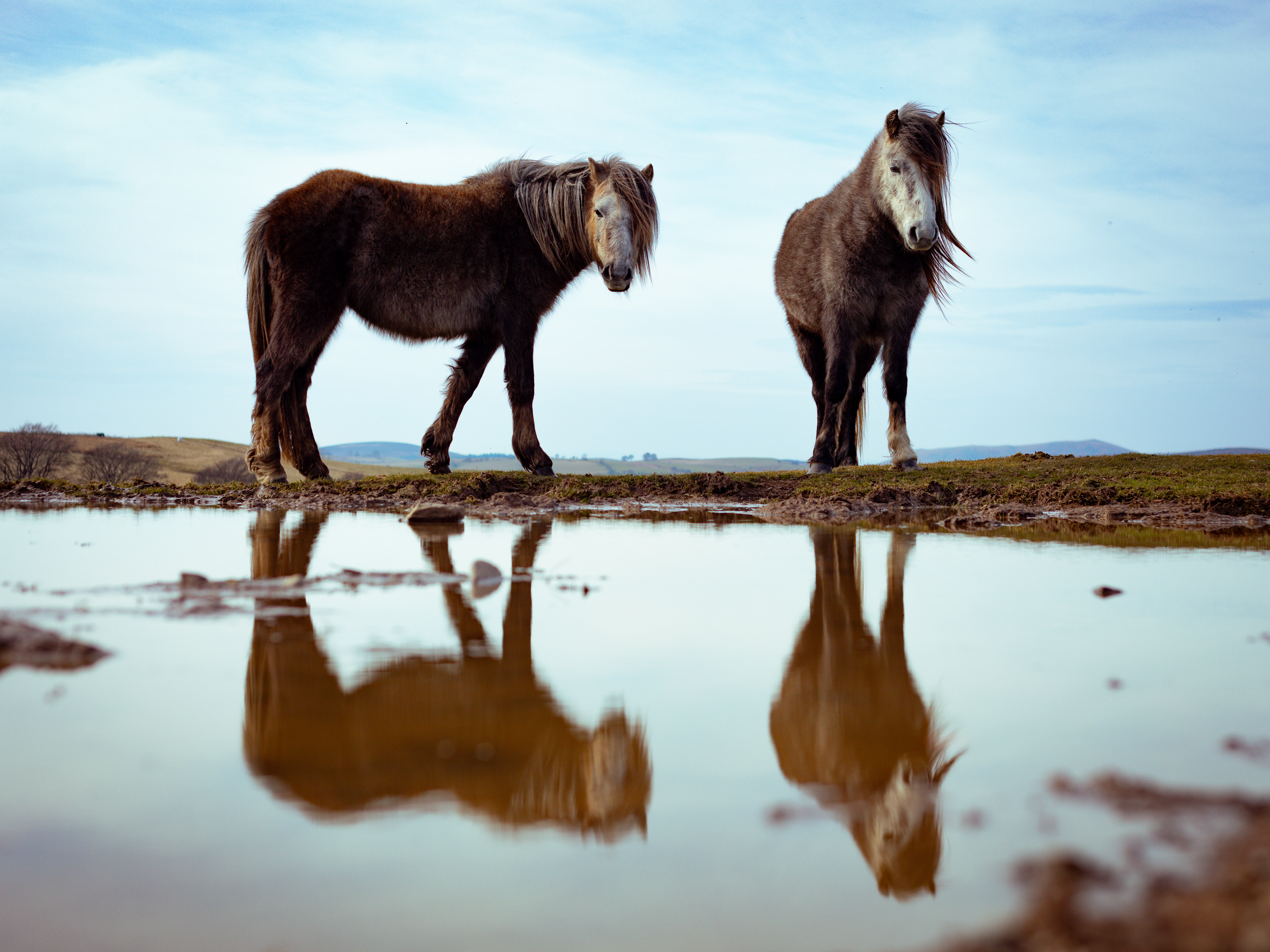 lifeoutoftime-horses